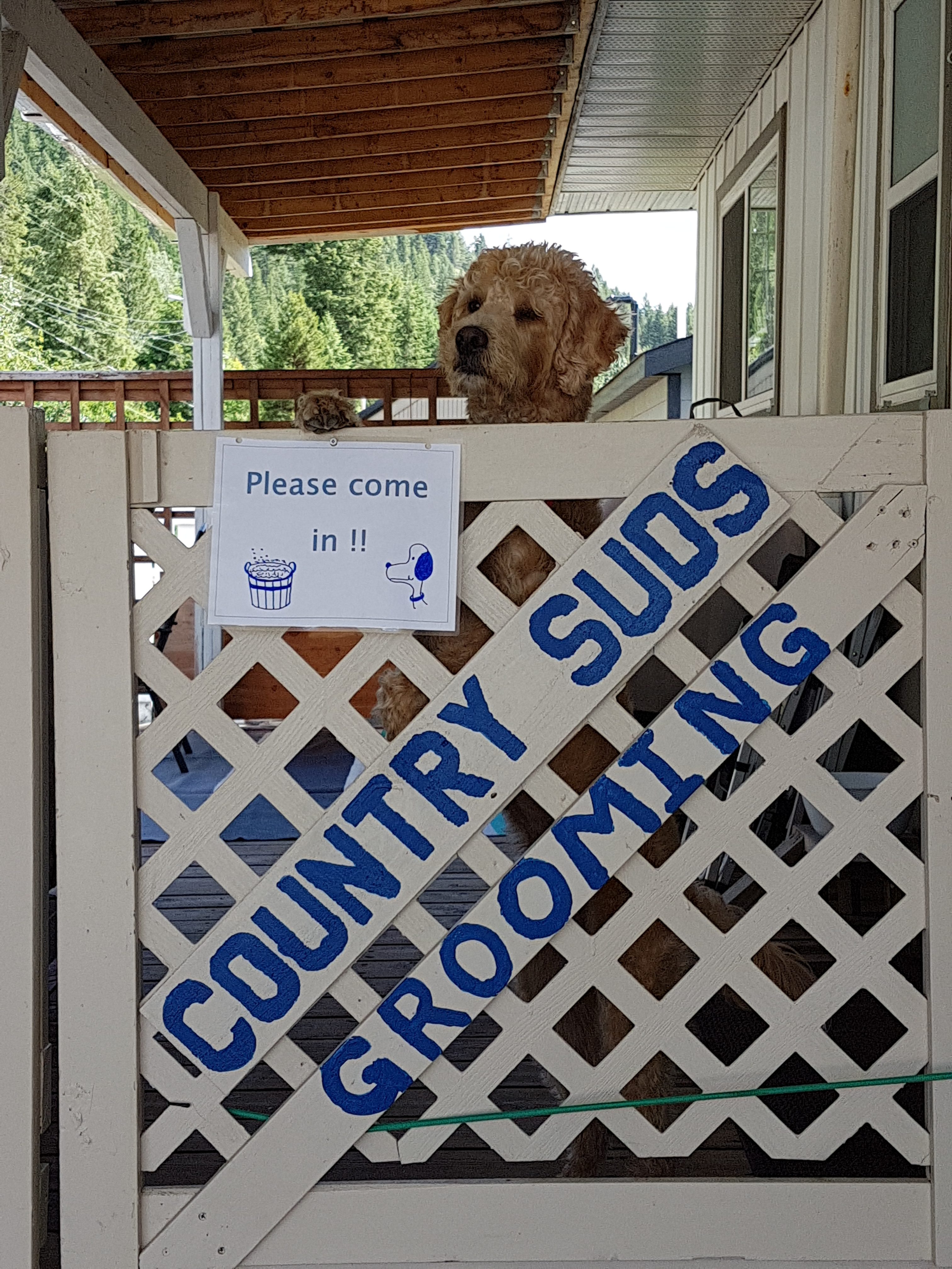 Country Suds Dog Grooming